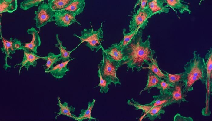 Immunofluorescence - 700x400