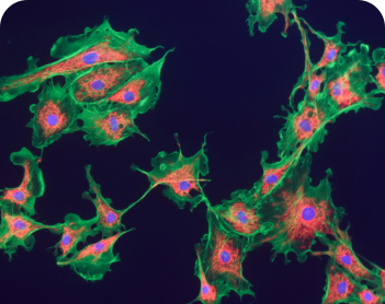 Immunofluorescence Portfolio Card 