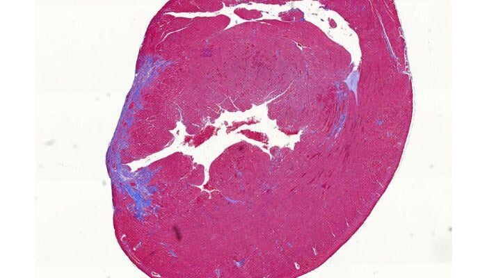 Toxicologic Pathology - 700x400