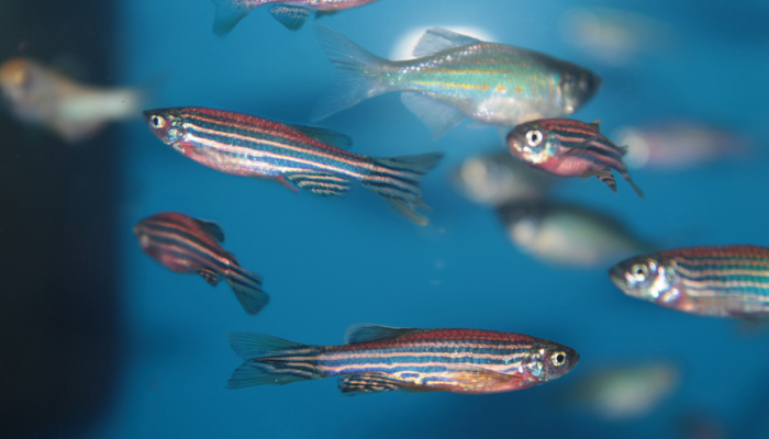 Zebrafish Swimming - 700x400